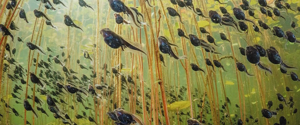 "Wildlife Photographer of the Year" im Naturkundemuseum (Quelle: RIK)