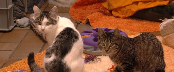 Katzen im Tierheim Reutlingen (Quelle: RIK)