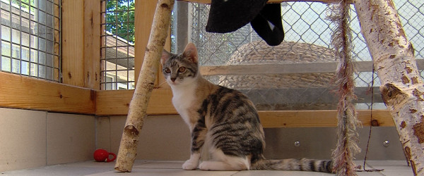 Jungkatze im Tierheim Reutlingen (Quelle: RIK)