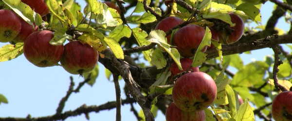 Apfelbaum (Quelle: RIK)