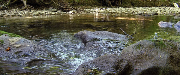 Niedrigwasser am Arbach (Quelle: RIK)