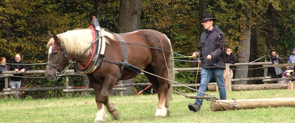 Pferd mit Pflug auf dem Fuhrmannstag (Quelle: RIK)