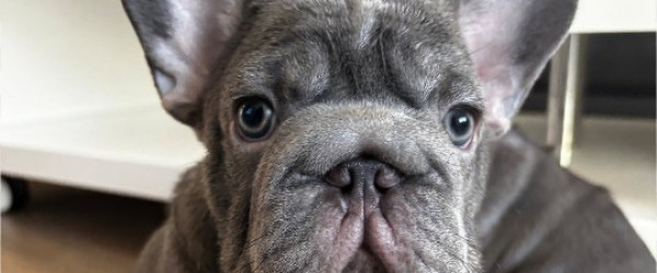 Franz&ouml;sischer-Bulldoggen-Welpe (Quelle: PETA)