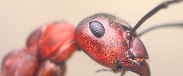 Ausstellung "Waldameisen" im Naturkundemuseum (Quelle: RIK)